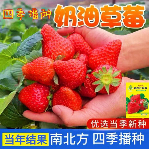 Qili Four Seasons Cream Strawberry Seeds White Cream Strawberry Seeds Spring Indoor Courtyard Balcony Potted Fruit Seeds Cream Red Strawberry 500 capsules/1 pack Best Pick