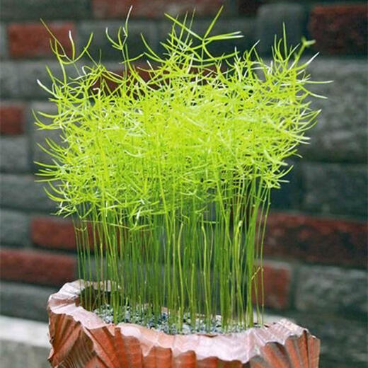 Wu Bamboo Seeds Desktop Balcony Potted Plants and Flowers Four Seasons Sowing Small Forest Dieffenbachia Hydroponic Planting Wu Bamboo Seeds 600 Capsules