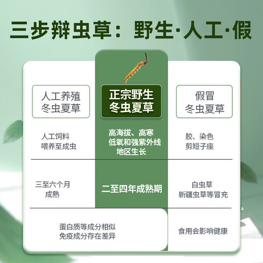 国坤堂新鲜冬虫夏草西藏那曲野生源头直发包邮1.2+克/根 30根