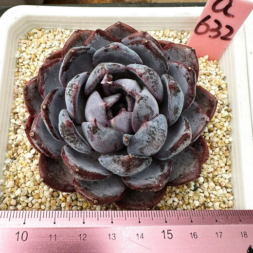 威廉王子肉肉多肉植物小盆栽绿植花卉锦一物一拍 a679