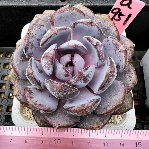 威廉王子肉肉多肉植物小盆栽绿植花卉锦一物一拍 a679