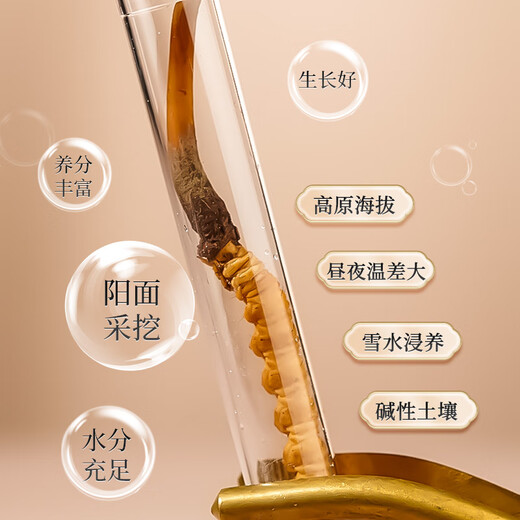 雷允上 冬虫夏草 头期新鲜虫草 生态繁育 冷鲜配送【鲜虫草不支持退货】 30条（1-1.2g/条）