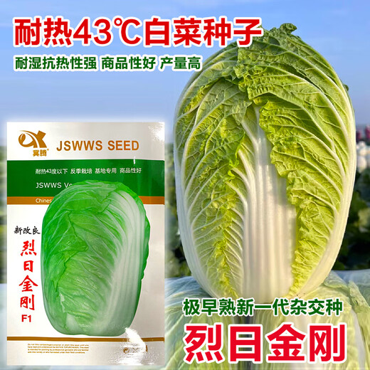 Japanese Xiayang heat-resistant Chinese cabbage seeds, vegetable seeds, Shandong summer high temperature, autumn four-season Bai Lai, Lieyang King Kong cabbage 10 grams (heat-resistant below 43 degrees)