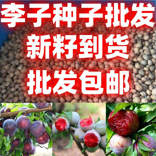 Wholesale bee sugar plum seeds are delicious, sweet and sour, simple and easy to grow plum seeds, delicious and good bee sugar plum seeds (new species), selected mixed colors, half a pack of about 2 seeds