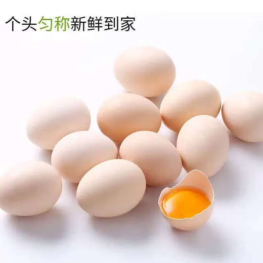 Jingxijia base direct delivery fresh eggs cereal eggs large eggs 50g fresh supermarket breakfast soft-boiled eggs express eggs 50g-30 pieces Jingxijia base direct delivery fresh eggs cereal eggs large eggs 50g fresh supermarket breakfast soft-boiled eggs express eggs 50g-30 pieces