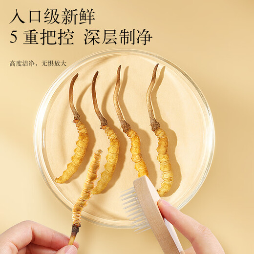 Tongrentang Brand Beijing Tongrentang Fresh Cordyceps Cordyceps Fresh Cordyceps Boîte cadeau Unbreakable Grass Cadeaux aux anciens 1 boîte 81G 3A Cordyceps frais 100 0,8-1g / pièce / pièce