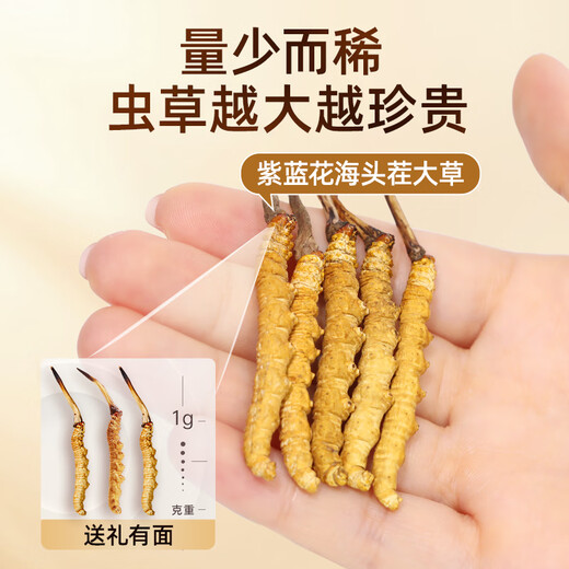 
Purple and blue flower sea Cordyceps sinensis 3 roots/g 10g new dried Cordyceps gift box in high-quality tonics [Healthy Gift Box]