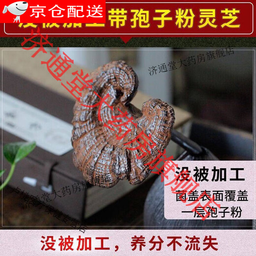 Beijing Tongrentang Deep Mountain Ganoderma lucidum purple Ganoderma lucidum wild not bitter pruning with spore powder natural semi-wild Ganoderma lucidum slices dry goods 510g + 2g (whole Ganoderma lucidum) [4-8 medium and large flowers]