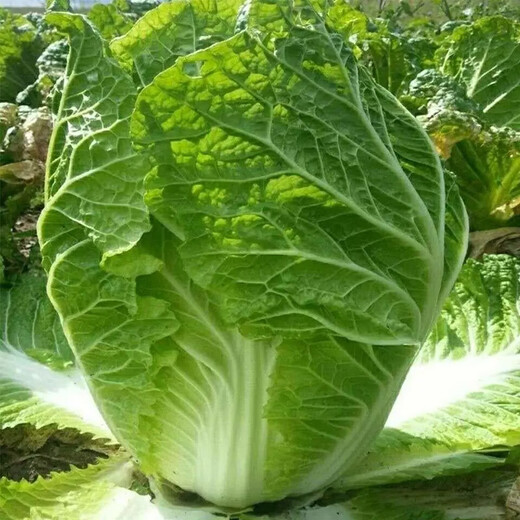 Hot pot cabbage seeds, wrinkled leaves, gluten-free, high-yielding and disease-resistant, spring, summer and autumn, field hemp leaf, cabbage seed vegetable seeds, Jin Wangjie hemp leaf hot pot vegetable seeds, 1 pack, about 1800 pieces