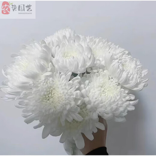 New type of Qingming Festival yellow and white chrysanthemum flower bouquet mourning grave sweeping ancestor worship mountain praying to God Guangzhou base speed white chrysanthemum 60 pieces