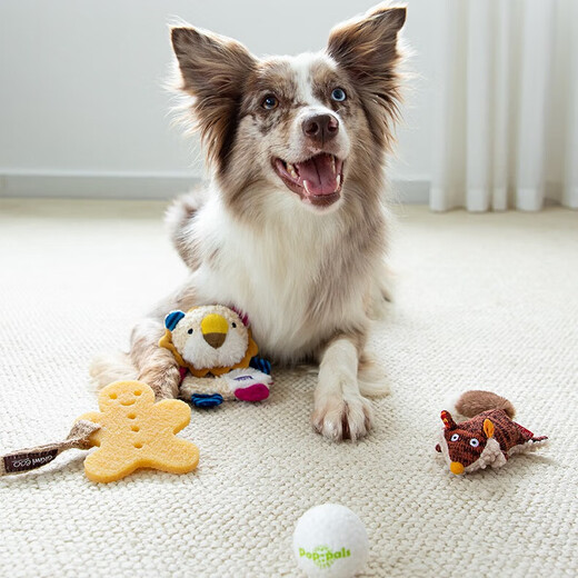 Guiwei dog toy 4-piece set small dog puppy toy ball ringing paper sound grinding teeth bite-resistant Bichon Frize pet toy