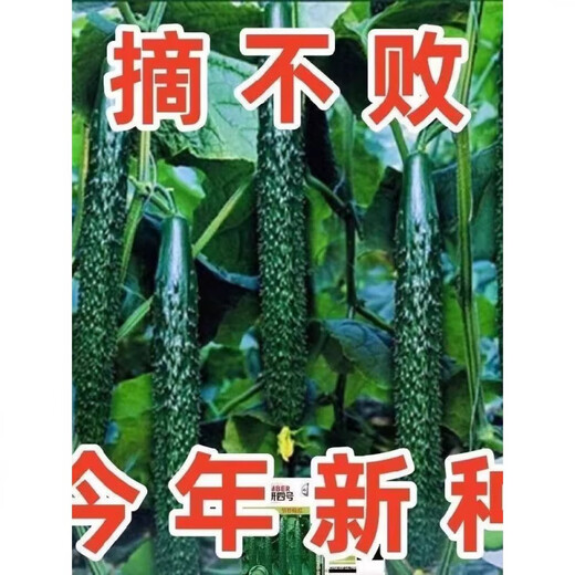 Strong female Jinyan No. 4 cucumber seeds have green flesh, green heart, dense tattoos, yellow seeds, farm cucumber seeds, new seeds this year, 2 packs, about 100 seeds