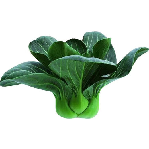 Shanghai green seeds for all seasons, small green vegetables, chicken feathers, fast vegetable varieties, small cabbage, rapeseed, heat, humidity and cold resistant, for field use, original black big-headed Suzhou green seeds, about 1200 capsules, 1 pack