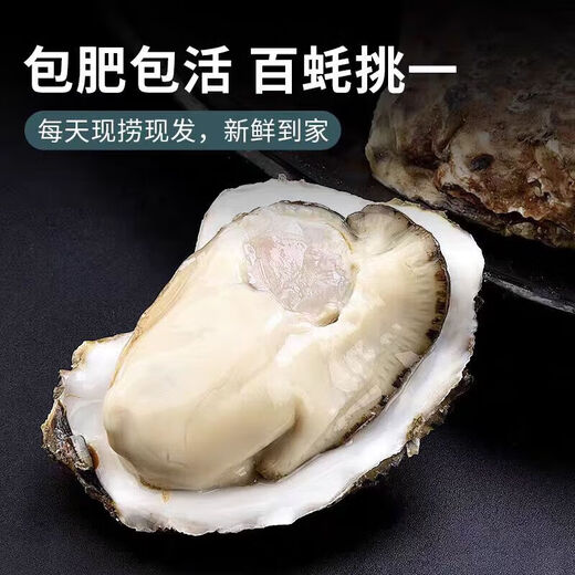 Fresh Rushan oysters, fresh oysters, oysters, 5 Jin Jin equal to 0.5 kg box, 3XL medium oysters (11-16 pieces per box) whole box, 5 Jin Jin, equal to 0.5 kg oysters