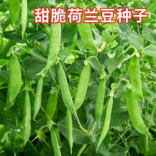 Sweet and crispy snow pea seeds, peas with double flowers and double clamps, cold-resistant farmers' own autumn and winter beans seeds that can survive the winter, snow pea seeds, double flowers and double pods, potted plants, 1 selected
