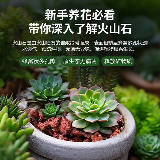 Jinyate red volcanic stone flower fish tank bottom sand succulent orchid Phalaenopsis special paving stone aquarium landscaping 2.5KG