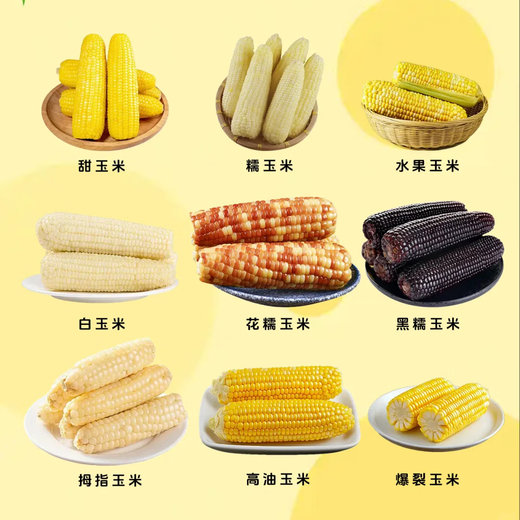 Corn seeds, sweet waxy corn seeds, nationally approved hybrid corn, fruit corn, white corn, nationally approved corn seeds, Xiandanuo 001 corn seeds, 100g bag