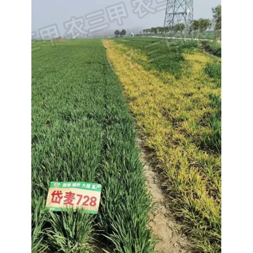 Daimai 728 двойной национальный обзор устойчивость к болезням и устойчивость к болезням высокоурожайные семена пшеницы 40 мешков Песня 8 мешков