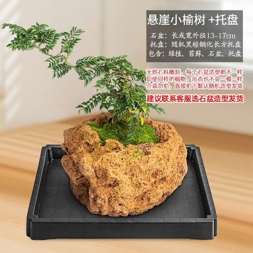 Absorbent stone flower pot, natural strange stone, absorbent stone, water-absorbing stone, raw stone stone pot, calamus succulent potted plant, bonsai micro-scape, 13-17cm stone pot + cliff small elm tree package 2