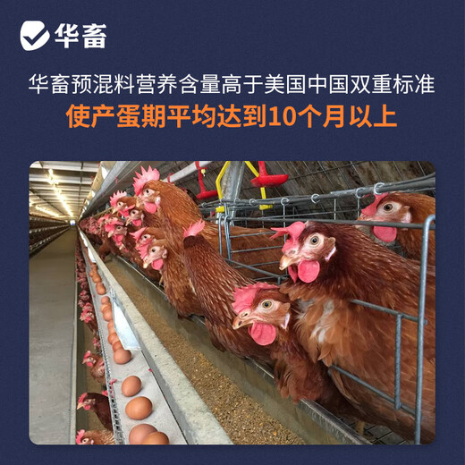 Huazhu 5% laying hen premix, peak egg production period chicken feed, egg production period feed, reserve chicken early stage compound premix, layer hen breeding period feed, whole ton as low as 90/bag