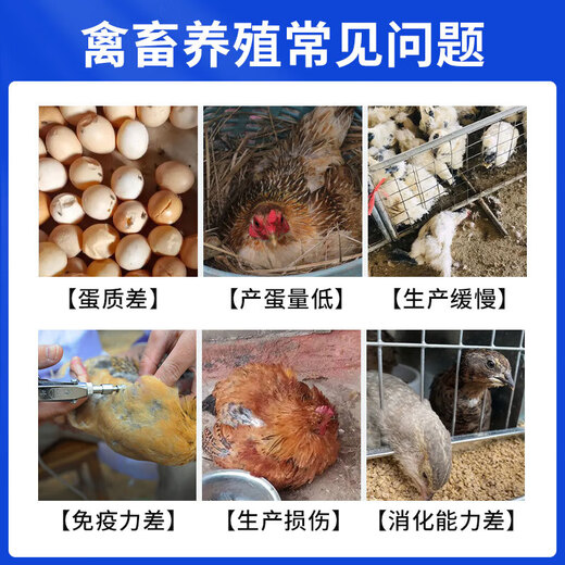 High calcium cod liver oil for veterinary use, premixed feed additive for pigs, cattle and sheep, vitamin supplement for laying hens, ducks and poultry, high calcium cod liver oil, 1 bag 1000g