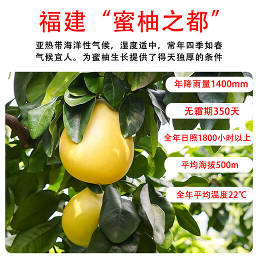 Jingmi Fujian Guanxi Red Heart Pomelo Net Weight 10Jin Jin is equal to 0.5kg Carton Packed Straight from the Source Family Sharing Pack