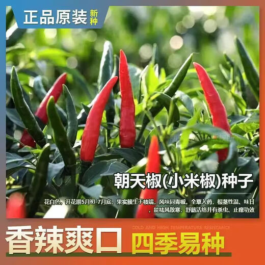 First-generation hybrid large-fruit Chaotian pepper seeds, super spicy and high-yielding pepper padi seeds for field use, single pepper seeds, original 3 packs with rooting powder included.