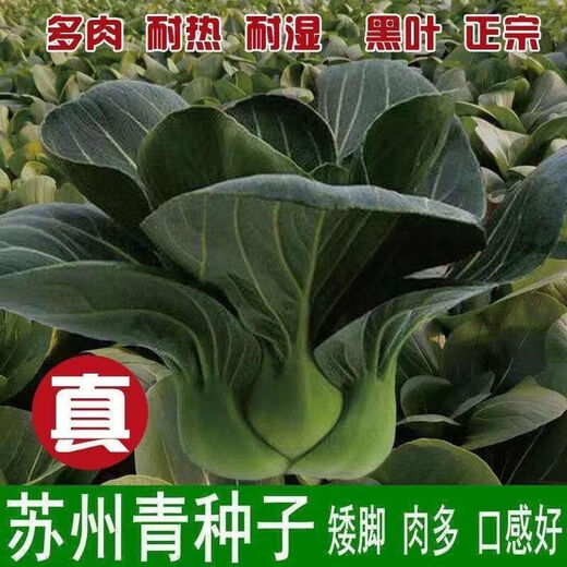 Shanghai green seeds for all seasons, small green vegetables, chicken feathers, fast vegetable varieties, small cabbage, rapeseed, heat, humidity and cold resistant, for field use, original black big-headed Suzhou green seeds, about 1200 capsules, 1 pack