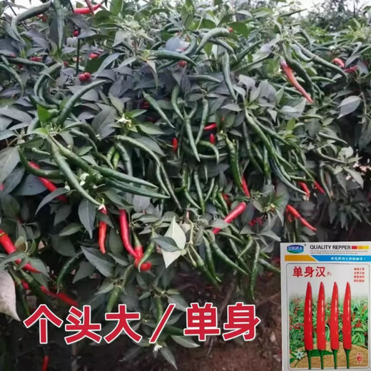 First-generation hybrid large-fruit Chaotian pepper seeds, super spicy and high-yielding pepper padi seeds for field use, single pepper seeds, original 3 packs with rooting powder included.