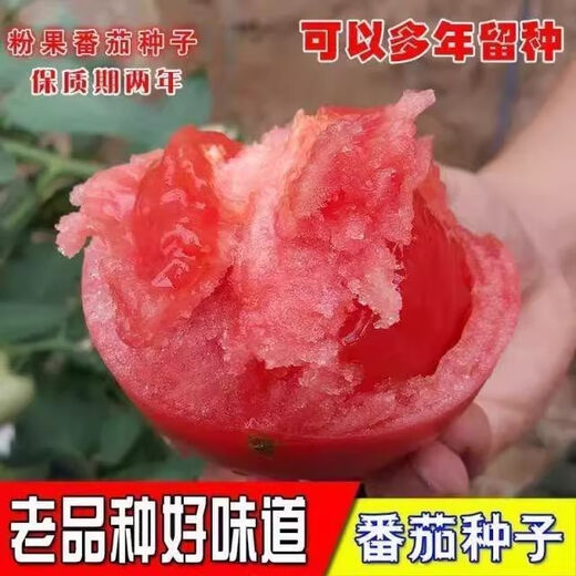 Tomato seeds old variety tomato seeds taste good pink fruit large fruit tomato pink fruit tomato seeds hardcover 200 capsules-A