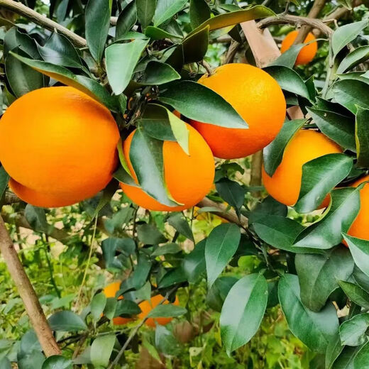 Qualité fraîche Sichuan Ehime No. 38 gelée d'orange agrumes orange fraîche en saison boîte entière de fruits boîte cadeau boîte complète 5Jin Jin équivaut à 0,5 kg de fruit unique 75-80 mm poids net 4,5Jin Jin équivaut à 0,5 kg