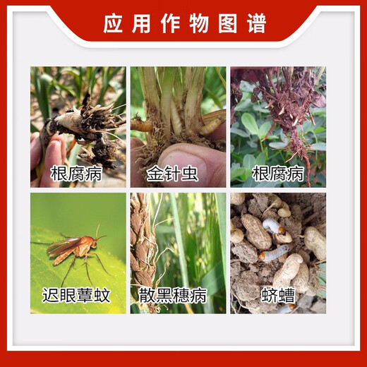 Syngenta Courasid, thiamethoxam, wireworm, smut, garlic, wheat seed dressing agent, seed coating agent, pesticide 500ml