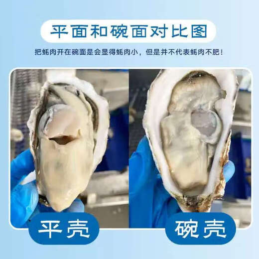 Fresh Rushan oysters, fresh oysters, oysters, 5 Jin Jin equal to 0.5 kg box, 3XL medium oysters (11-16 pieces per box) whole box, 5 Jin Jin, equal to 0.5 kg oysters