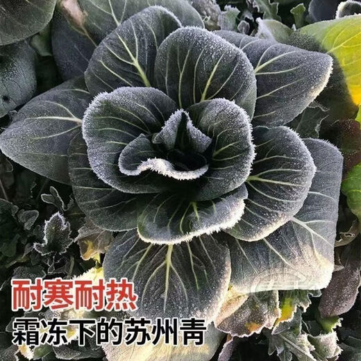 Shanghai green seeds for all seasons, small green vegetables, chicken feathers, fast vegetable varieties, small cabbage, rapeseed, heat, humidity and cold resistant, for field use, original black big-headed Suzhou green seeds, about 1200 capsules, 1 pack