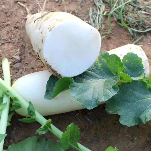 White radish, fresh in season, freshly dug, crispy, sweet and juicy, farm-grown and eaten raw, crispy, sweet and refreshing. White radish 5Jin Jin is equal to 0.5kg.