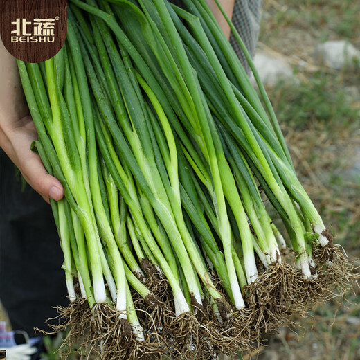 北蔬 小香葱种子四季播种阳台盆栽蔬菜种籽 四季小香葱种子1000粒x2包