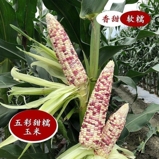 National Approval Super Sweet Colorful Waxy Corn Seeds Flowery Waxy Corn Seeds Colorful Cloud Sweet Waxy Corn Farmers High Yield National Approval Colorful Waxy Corn Seeds 2 Packs About 100 Grains
