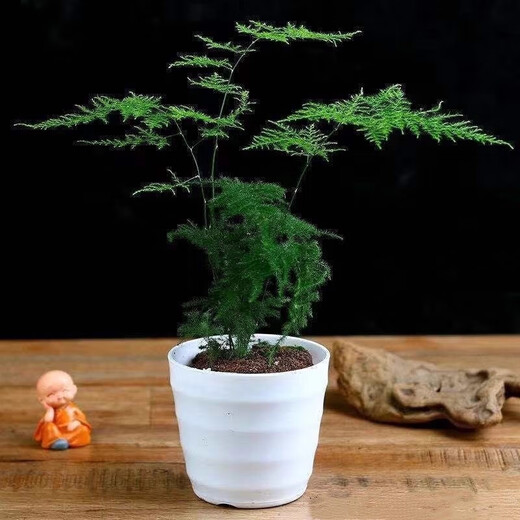 Asparagus potted green plants flowers bonsai plants indoor living room hydroponic Asparagus pine cloud bamboo Asparagus large seedlings evergreen all year round Asparagus 1 piece original pot original soil ball delivery height 15-25cm