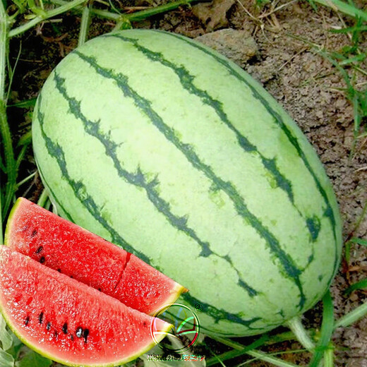 NONGZHIZI Sweet 4k watermelon seeds early maturing 4k potted plants 4k gift Ares 2k watermelon seedlings seeds early spring ruby watermelon seeds 20 capsules/small