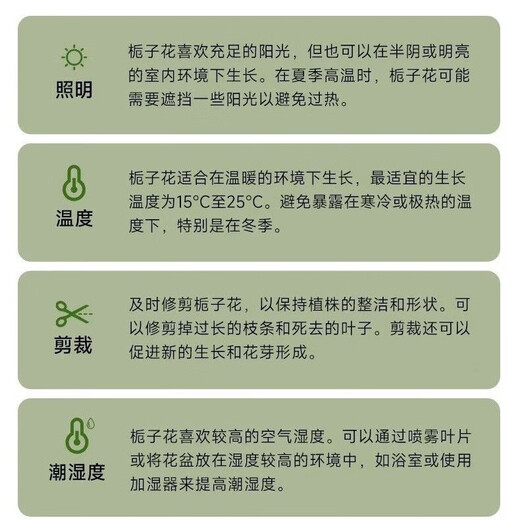 Small potted gardenia potted plant blooms in all seasons without buds. Indoor pothos hydroponic flowers and green plants are easy to grow and live. Low-profile 15-20cm 2 plants. Flowering in small quantities in the year. Strong-flavored gardenia.