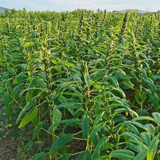 Семена черного кунжута, экстракции масла из семян белого кунжута, Академия сельскохозяйственных наук, гибрид, высокая маслянистая стабильная урожайность, низкий стебель, восьмигранная семенная основа, специальное пространство, черные гигантские семена кунжута, оригинальные 100 грамм, 1 пакетик