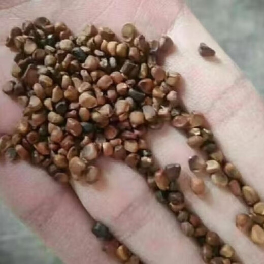 Gastrodia seeds 0th generation Gastrodia 1st generation Gastrodia seedlings Gastrodia seeds four seasons planting ground potted Gastrodia granular seeds 101 grains + rooting fertilizer