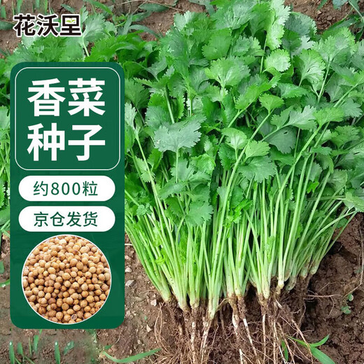 About 800 Huawari coriander seeds, seasoning vegetable seeds for all seasons, balcony potted plants/courtyard field seeds
