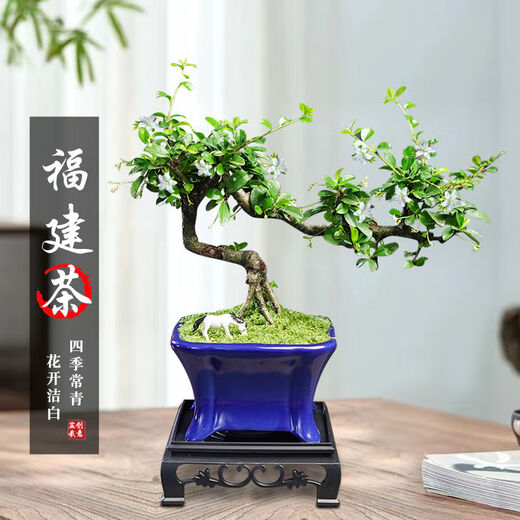 Fujian Tea Posse Plant Floating Branches Green Plantes intérieures Plante de pot Falai