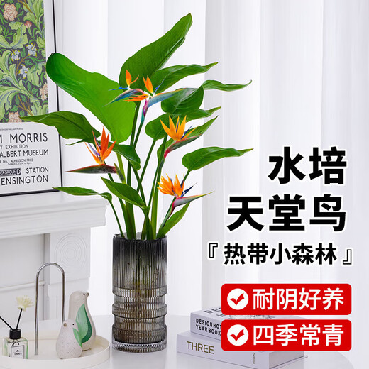 Hydroponic bird of paradise potted flower plants indoor living room green plant surface Strelitzia reginae absorbs formaldehyde and is easy to feed in all seasons. High-quality hydroponic bird of paradise 40-50 cm 3 trees