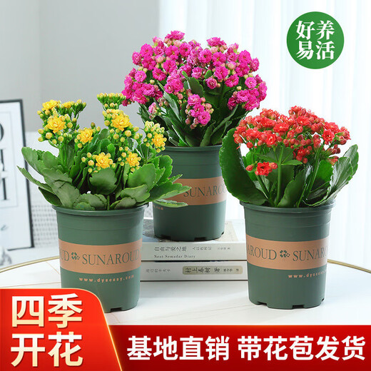 Kalanchoe potted plant with double large flowers and buds is a flower plant that blooms indoors in all seasons and is easy to grow. 12. Golden Fox (with buds) comes with fertilizer and contains a gallon pot.