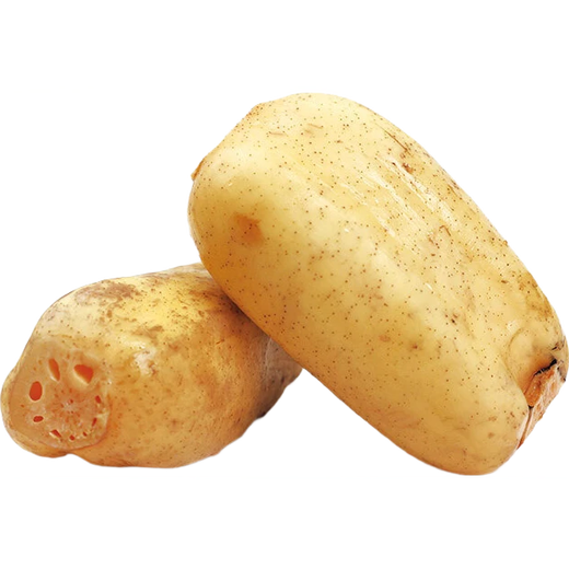 GAP certified seasonal fresh crispy lotus root 500g