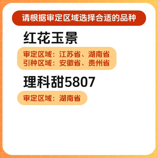 Ldeal ideal agriculture fruit sweet corn seeds field non-GMO high-yielding sweet and crisp corn seeds that can be eaten raw