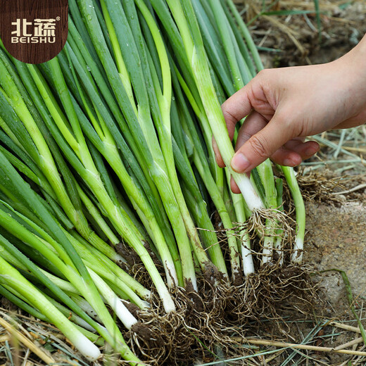 北蔬 小香葱种子四季播种阳台盆栽蔬菜种籽 四季小香葱种子1000粒x2包