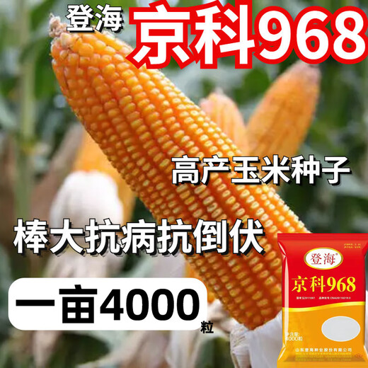 Denghai Jingke 968 original genuine lodging-resistant short-stem white-shaft corn seeds are disease-resistant, drought-resistant and high-temperature resistant and can be planted in the north and south. Denghai original 4000 grains 2 bags